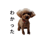 コタローの2（個別スタンプ：11）
