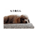 コタローの2（個別スタンプ：13）
