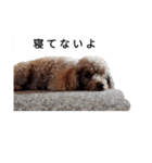 コタローの2（個別スタンプ：14）