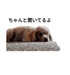 コタローの2（個別スタンプ：15）