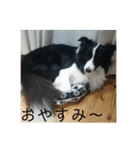 ボーダーコリー  ルーニー（個別スタンプ：1）