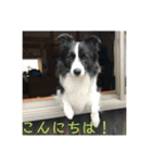 ボーダーコリー  ルーニー（個別スタンプ：4）