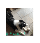 ボーダーコリー  ルーニー（個別スタンプ：6）