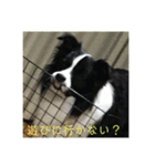 ボーダーコリー  ルーニー（個別スタンプ：7）