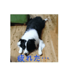 ボーダーコリー  ルーニー（個別スタンプ：8）