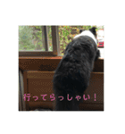 ボーダーコリー  ルーニー（個別スタンプ：9）