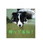 ボーダーコリー  ルーニー（個別スタンプ：10）