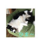 ボーダーコリー  ルーニー（個別スタンプ：11）