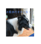 ボーダーコリー  ルーニー（個別スタンプ：13）