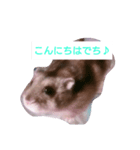 ハムスターの寿（個別スタンプ：1）