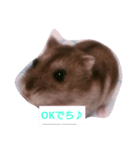 ハムスターの寿（個別スタンプ：3）