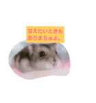ハムスターの寿（個別スタンプ：8）