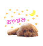 もも stamp（個別スタンプ：1）