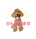 もも stamp（個別スタンプ：4）