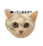 仔猫のキキ（個別スタンプ：1）