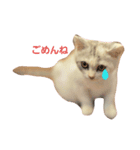 仔猫のキキ（個別スタンプ：2）