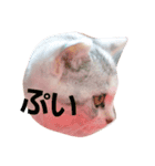 仔猫のキキ（個別スタンプ：3）