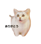 仔猫のキキ（個別スタンプ：4）