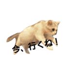 仔猫のキキ（個別スタンプ：5）