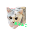 仔猫のキキ（個別スタンプ：6）