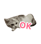 仔猫のキキ（個別スタンプ：7）