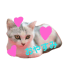 仔猫のキキ（個別スタンプ：8）