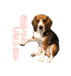 キャビア♥️（個別スタンプ：3）