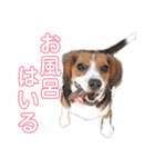 キャビア♥️（個別スタンプ：8）