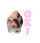 キャビア♥️（個別スタンプ：12）
