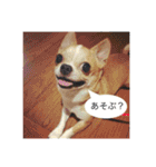 スムースチワワのジェイさんとピーちゃん2（個別スタンプ：3）