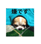 スムースチワワのジェイさんとピーちゃん2（個別スタンプ：5）