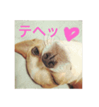 スムースチワワのジェイさんとピーちゃん2（個別スタンプ：9）