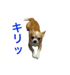 スムースチワワのジェイさんとピーちゃん2（個別スタンプ：11）