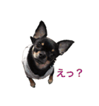 スムースチワワのジェイさんとピーちゃん2（個別スタンプ：12）