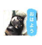 スムースチワワのジェイさんとピーちゃん2（個別スタンプ：14）