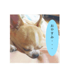 スムースチワワのジェイさんとピーちゃん2（個別スタンプ：21）