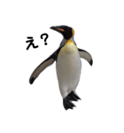 お返事ペンギン（個別スタンプ：1）