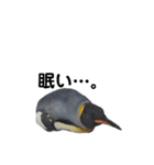 お返事ペンギン（個別スタンプ：2）