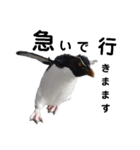 お返事ペンギン（個別スタンプ：4）