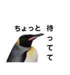 お返事ペンギン（個別スタンプ：6）