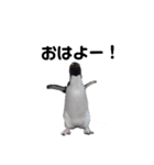お返事ペンギン（個別スタンプ：7）
