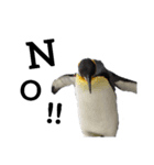 お返事ペンギン（個別スタンプ：15）
