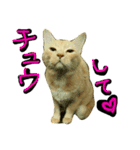 続続・猫のネイマールとカカ（個別スタンプ：1）