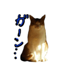 続続・猫のネイマールとカカ（個別スタンプ：2）