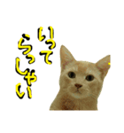 続続・猫のネイマールとカカ（個別スタンプ：3）