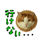 続続・猫のネイマールとカカ（個別スタンプ：4）