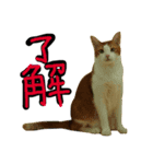 続続・猫のネイマールとカカ（個別スタンプ：5）