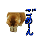 続続・猫のネイマールとカカ（個別スタンプ：6）
