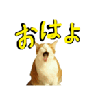 続続・猫のネイマールとカカ（個別スタンプ：7）