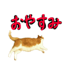 続続・猫のネイマールとカカ（個別スタンプ：8）